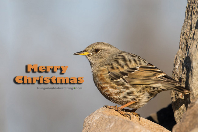Alpine Accentor (Prunella collaris) - Photo by Ádám Selmeczi Kovács Merry Christmas 2020 pic