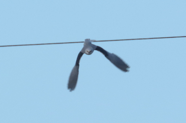 Black-winged Kite pic