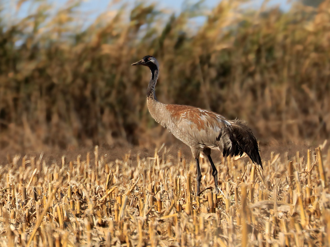 Common Crane (Grus grus) - photo by Károly Teleki Common Crane pic