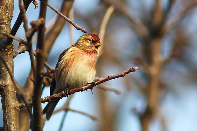 Common Redpoll (Carduelis flammea) - Photo by Károly Teleki Common Redpoll pic
