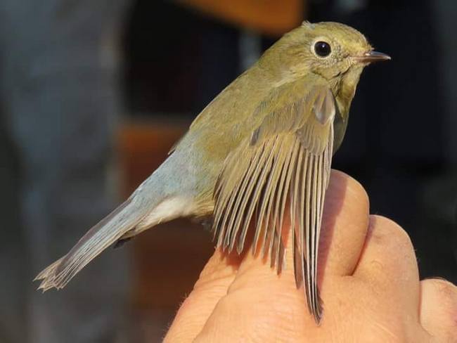 Red-flanked Bluetail (Tarsiger cyanurus) - Photo by István Péntek Red-flanked Bluetail pic