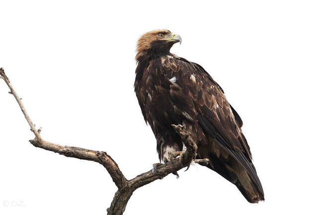 Eastern Imperial Eagle (Aquila heliaca) - poto by Zoli Oláh Imperial Eagle pic