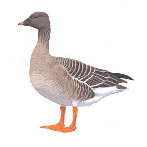 004 Bean Goose pic