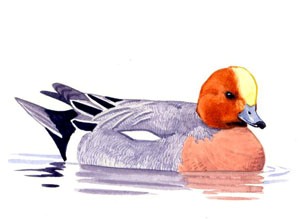 017 (Eurasian) Wigeon pic