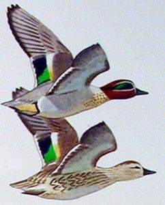 020 (Eurasian) Teal pic