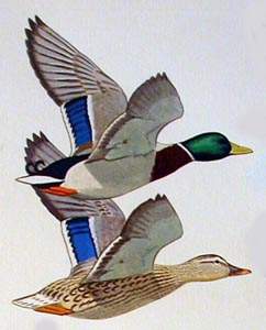 022 Mallard pic