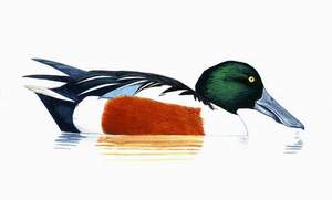 026 (Northern) Shoveler pic