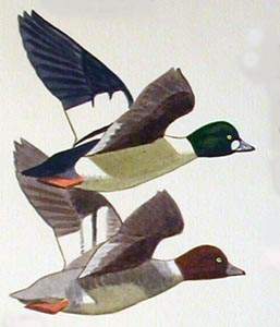 041 (Common) Goldeneye pic