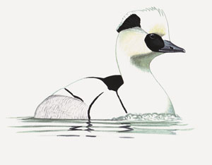 042 Smew pic
