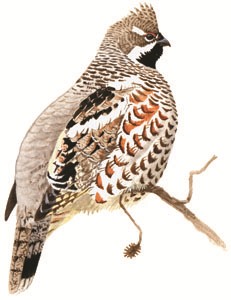047 Hazel Grouse pic