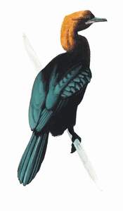 062 Pygmy Cormorant pic