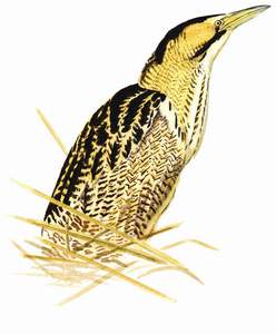 065 (Eurasian) Bittern pic