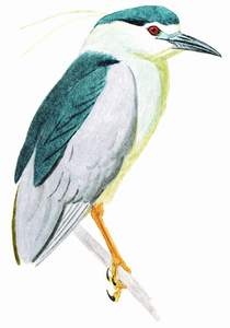 067 (Black-crowned) Night Heron pic