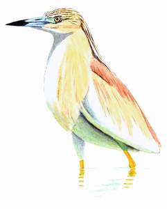 068 Squacco Heron pic