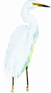 073 Great (aka Great White) Egret pic
