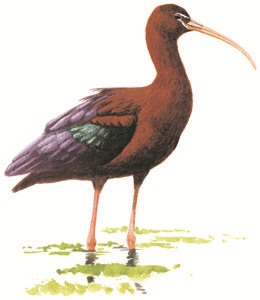 079 Glossy Ibis pic