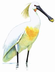 080 Eurasian Spoonbill pic