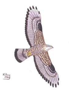 082 (European) Honey Buzzard pic