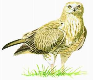 089 Short-toed (Snake) Eagle pic