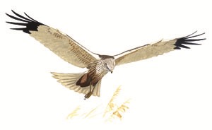 090 (Western) Marsh Harrier pic