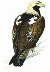 103 (Asian) Imperial Eagle pic