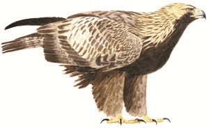 104 Golden Eagle pic