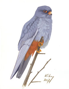 110 Red-footed Falcon pic
