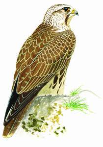 115 Saker (Falcon) pic