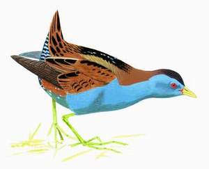  Little Crake pic