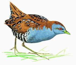 120 Baillon's Crake  pic