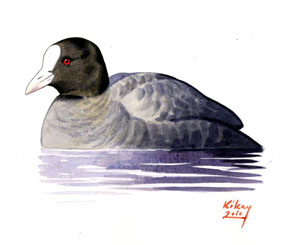 124 (Eurasian) Coot pic
