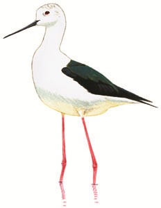 130 Black-winged Stilt pic