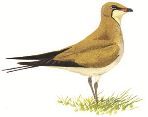 133 Collared Pratincole pic