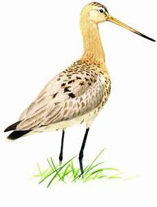 168 Black-tailed Godwit pic