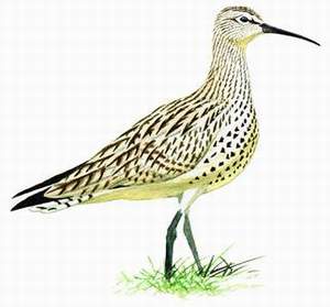 171 Slender-billed Curlew pic