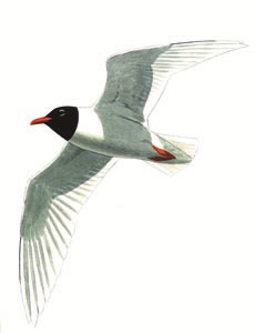 192 Mediterranean Gull pic