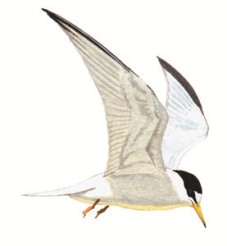 212 Little Tern pic