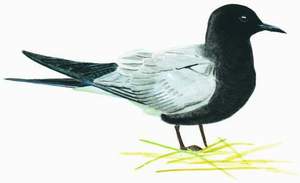 214 Black Tern pic