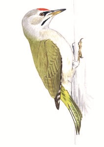 249 Grey-headed Woodpecker pic