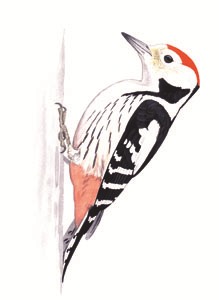 254 Middle Spotted Woodpecker pic