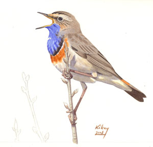 285 Bluethroat pic