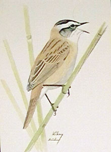 308 Moustached Warbler pic