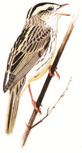 309 Aquatic Warbler pic