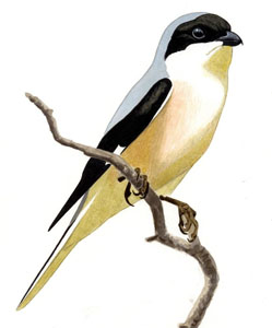 354 Lesser Grey Shrike pic